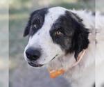 Small Great Pyrenees Mix