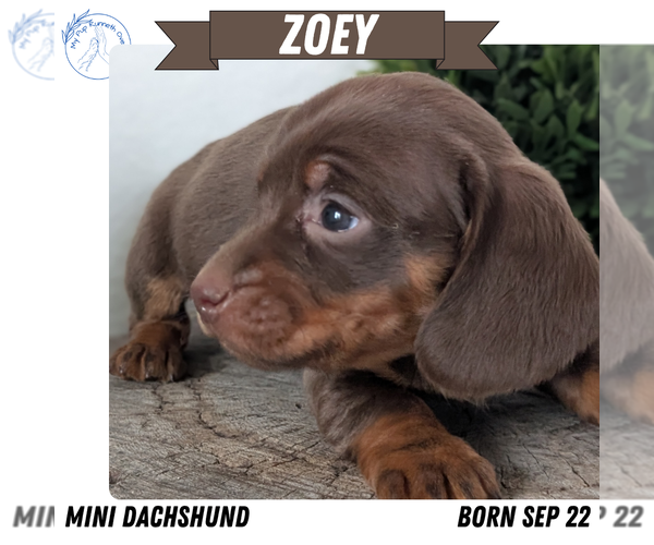 Medium Photo #30 Dachshund Puppy For Sale in GOSHEN, IN, USA
