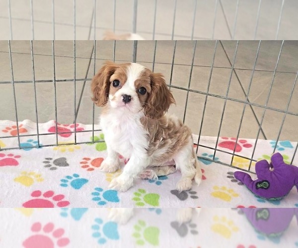 Medium Photo #10 Cavalier King Charles Spaniel Puppy For Sale in ORO VALLEY, AZ, USA