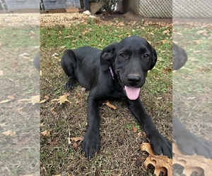 Labrador Retriever Puppy for sale in AMHERST, VA, USA
