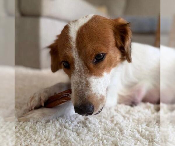 Medium Photo #3 Collie-Colonial Cocker Spaniel Mix Puppy For Sale in San Diego, CA, USA