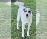 Small #1 Great Pyrenees Mix