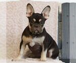 Small #1 French Bulldog