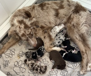 Australian Shepherd Puppy for Sale in WILLIAMS, Arizona USA