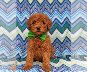Goldendoodle Puppy for sale in GLEN ROCK, PA, USA