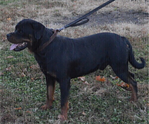 Medium Photo #1 Rottweiler Puppy For Sale in MIDDLEBURY, IN, USA