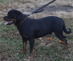 Small Photo #1 Rottweiler Puppy For Sale in MIDDLEBURY, IN, USA