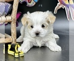 Small #4 YorkiePoo