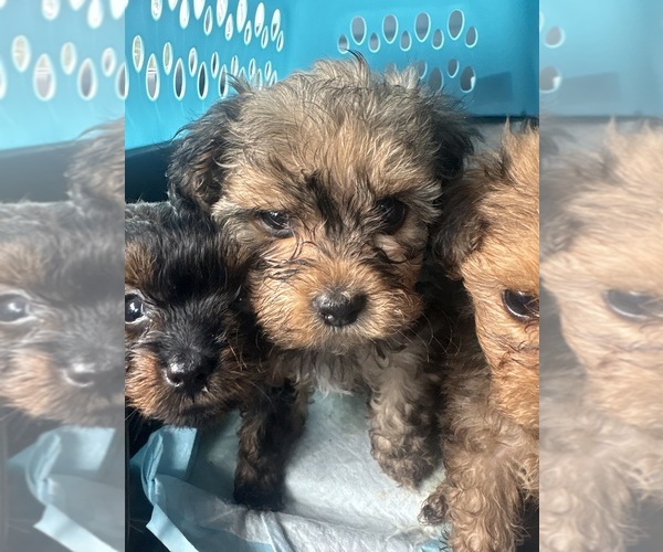 Medium Photo #22 Yorkipoo Puppy For Sale in ARLINGTON, TX, USA