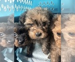 Small #21 Yorkipoo