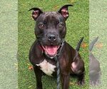 Small #3 American Pit Bull Terrier Mix