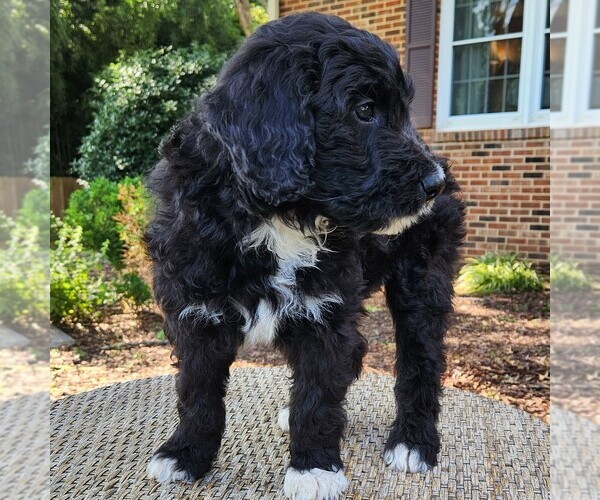 Medium Photo #7 F2 Aussiedoodle Puppy For Sale in COLUMBIA, TN, USA
