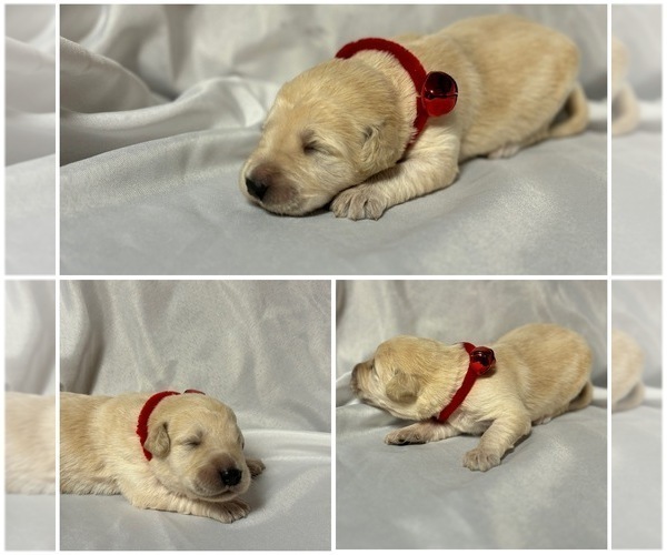 Medium Photo #2 Labradoodle Puppy For Sale in OSMOND, NE, USA