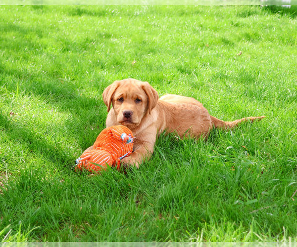 Medium Photo #3 Labrador Retriever Puppy For Sale in SYRACUSE, IN, USA