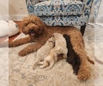 Small Photo #1 Goldendoodle Puppy For Sale in WASHINGTON, DC, USA