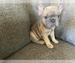 Small Photo #5 French Bulldog Puppy For Sale in COTATI, CA, USA