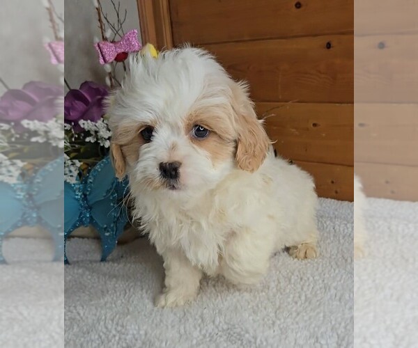 Medium Photo #15 Peke-A-Poo Puppy For Sale in JASONVILLE, IN, USA