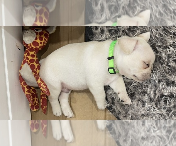 Medium Photo #3 French Bulldog Puppy For Sale in CLEARWATER, FL, USA