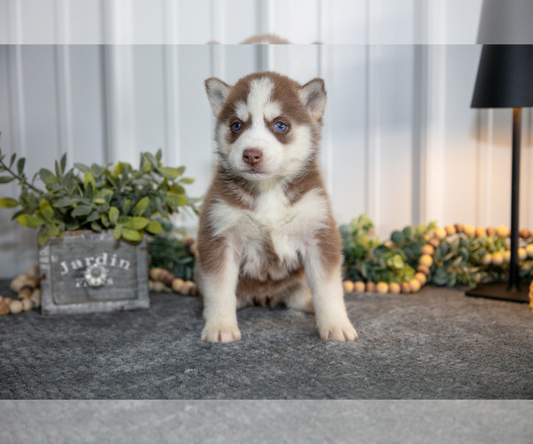 Medium Photo #2 Siberian Husky Puppy For Sale in SHREVE, OH, USA