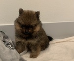 Small Photo #7 Pomeranian Puppy For Sale in SNOHOMISH, WA, USA