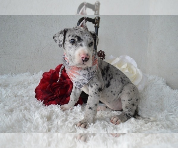 Medium Photo #3 Great Dane Puppy For Sale in HONEY BROOK, PA, USA