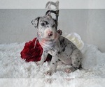 Small Photo #3 Great Dane Puppy For Sale in HONEY BROOK, PA, USA