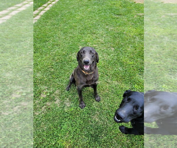 Medium Photo #1 Labrador Retriever Puppy For Sale in LEBANON, VA, USA