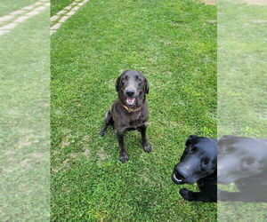 Mother of the Labrador Retriever puppies born on 06/12/2026