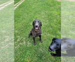 Small Photo #1 Labrador Retriever Puppy For Sale in LEBANON, VA, USA