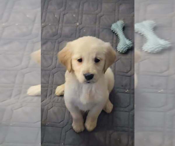 Medium Photo #1 Golden Retriever Puppy For Sale in RIGA, MI, USA