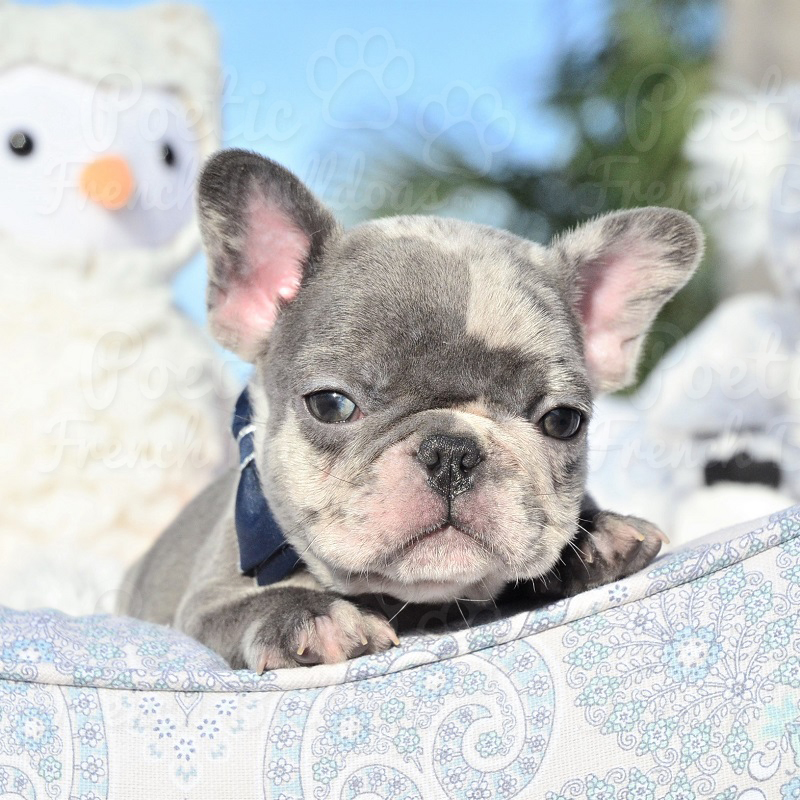 View Ad: French Bulldog Puppy for Sale near Florida, FORT LAUDERDALE ...