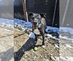 Labrador Retriever-Unknown Mix Dogs for adoption in Frisco, CO, USA