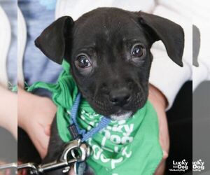 Chihuahua-Unknown Mix Dogs for adoption in Washington, DC, USA