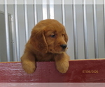Small #2 Golden Retriever