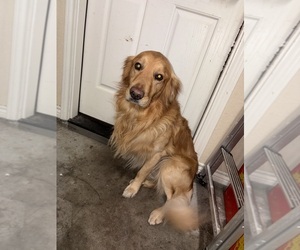 Father of the Australian Retriever puppies born on 12/28/2025