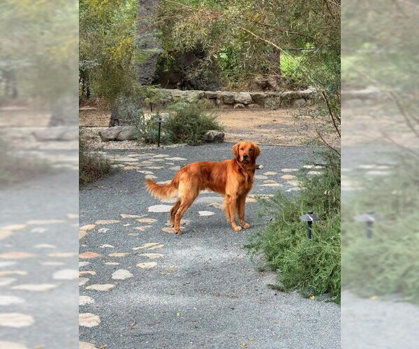 Medium Photo #5 Golden Retriever Puppy For Sale in Agoura Hills, CA, USA