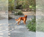 Small #4 Golden Retriever
