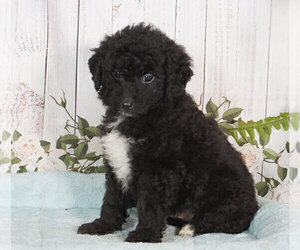 Miniature Bernedoodle Puppy for sale in PENNS CREEK, PA, USA