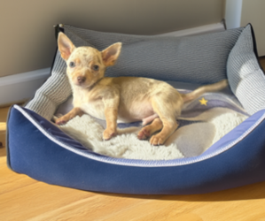 Chihuahua Puppy for sale in WEBSTER, FL, USA