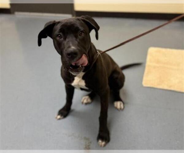 Medium Photo #1 American Pit Bull Terrier-Labrador Retriever Mix Puppy For Sale in Denver, CO, USA