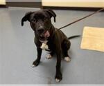 Small American Pit Bull Terrier-Labrador Retriever Mix