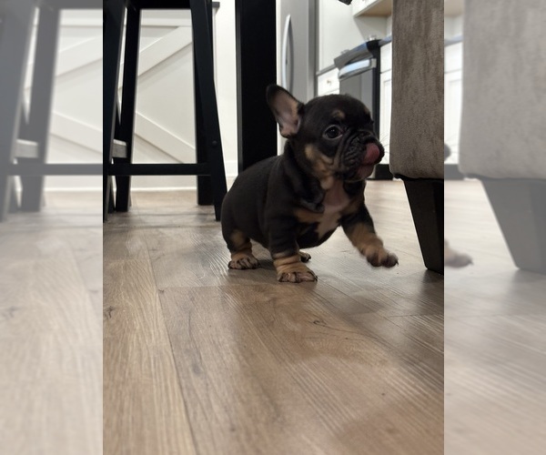 Medium Photo #15 French Bulldog Puppy For Sale in ATLANTA, GA, USA