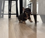 Small Photo #15 French Bulldog Puppy For Sale in ATLANTA, GA, USA