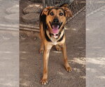 Small Photo #4 German Shepherd Dog-Unknown Mix Puppy For Sale in MIDWAY, UT, USA