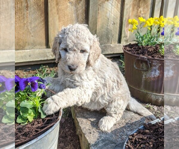 Medium Photo #3 Goldendoodle-Poodle (Standard) Mix Puppy For Sale in LEHIGHTON, PA, USA