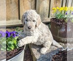 Small Photo #3 Goldendoodle-Poodle (Standard) Mix Puppy For Sale in LEHIGHTON, PA, USA