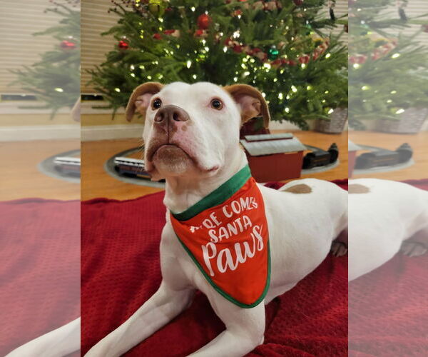 Medium Photo #1 American Pit Bull Terrier-Unknown Mix Puppy For Sale in Germantown, OH, USA