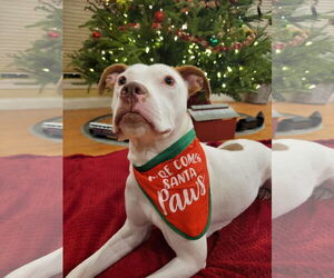 American Pit Bull Terrier-Unknown Mix Dogs for adoption in Germantown, OH, USA