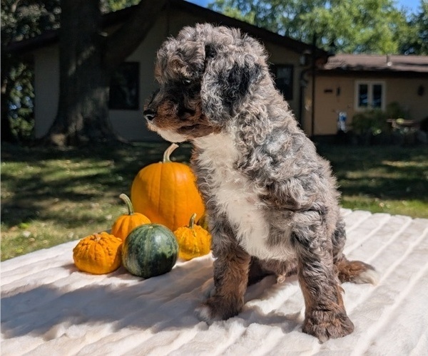 Medium Photo #44 Miniature Bernedoodle Puppy For Sale in GOSHEN, IN, USA