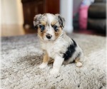 Small Photo #5 Miniature Australian Shepherd Puppy For Sale in BLACK FOREST, CO, USA